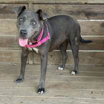 Thumbnail photo of Lily 6-26-25 #1