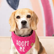 Thumbnail photo of Rosie (Bonded with Ruby) #3