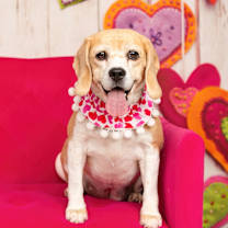 Thumbnail photo of Rosie (Bonded with Ruby) #4