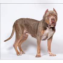 adopt-pet