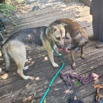 Thumbnail photo of Zen #3