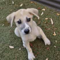 Thumbnail photo of Coney Dog #1