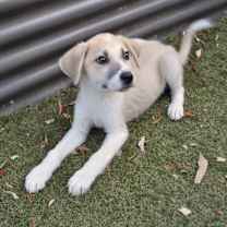 Thumbnail photo of Coney Dog #2