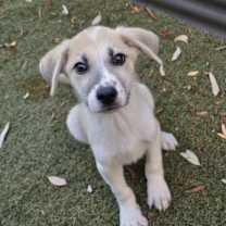 Thumbnail photo of Coney Dog #3