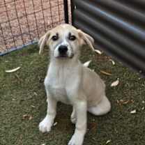 Thumbnail photo of Coney Dog #4