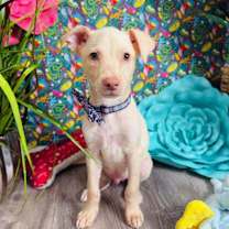 Thumbnail photo of Teddy Summer #1