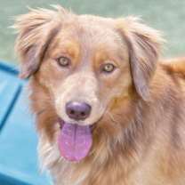adopt-pet