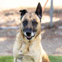 Thumbnail photo of *CALI #2