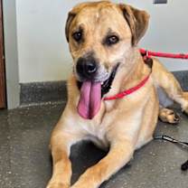 Thumbnail photo of Copper #1