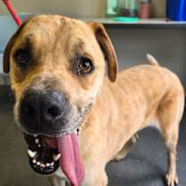 Thumbnail photo of Copper #2