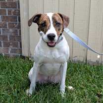 Thumbnail photo of Mochi #1