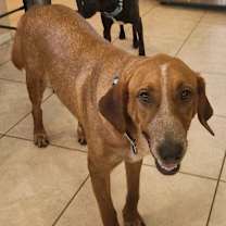 adopt-pet