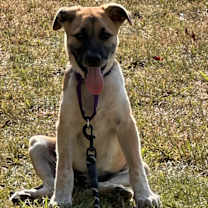 Thumbnail photo of GREMLIN #4