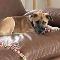 Thumbnail photo of GREMLIN #1