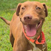 Thumbnail photo of Giselle #1