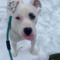 Thumbnail photo of Bo #2