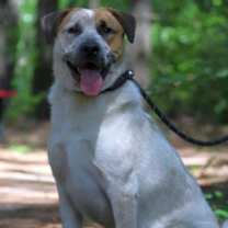 Thumbnail photo of Joey #3