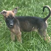 Thumbnail photo of Zambee #1