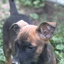 Thumbnail photo of Zambee #2