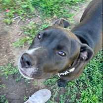 Thumbnail photo of Chanel #2