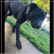 Thumbnail photo of Chanel #4