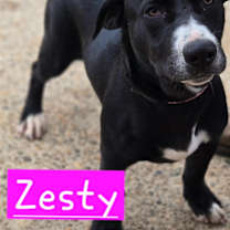 Thumbnail photo of Zesty #1