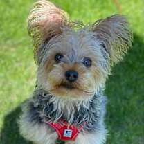 adopt-pet