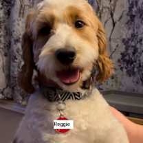 adopt-pet