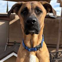 adopt-pet