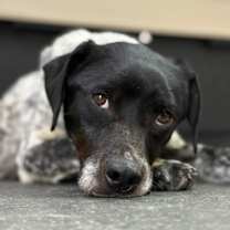 Thumbnail photo of Dotter #1