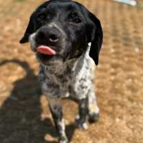 Thumbnail photo of Dotter #2