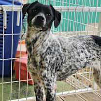 Thumbnail photo of Dotter #3