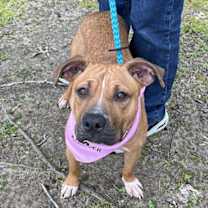 Thumbnail photo of Opal #2