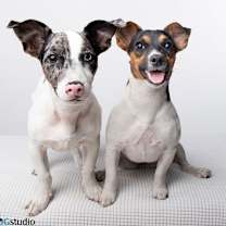 Thumbnail photo of Peach - F #2