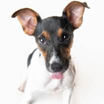 Thumbnail photo of Peach - F #4