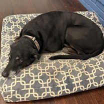 Thumbnail photo of Strider (New Digs) #2