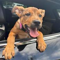 Thumbnail photo of Marla - IN FOSTER #2