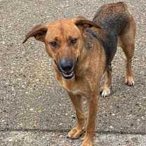 Thumbnail photo of Lizzy #3