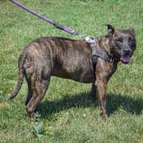 Thumbnail photo of Tigereye #3