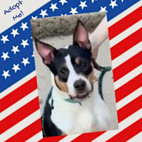 Thumbnail photo of Buster #1