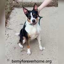 Thumbnail photo of Buster #2