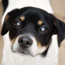 Thumbnail photo of Luca #1