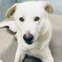 Thumbnail photo of JASPER #1