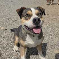 Thumbnail photo of Pittie Paul #1