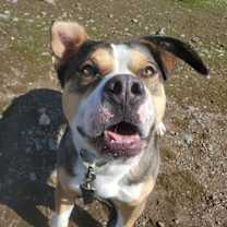 Thumbnail photo of Pittie Paul #3