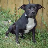 Thumbnail photo of Stan #3