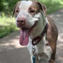 Thumbnail photo of Taz #1