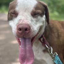 Thumbnail photo of Taz #3