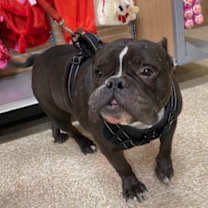 Thumbnail photo of Meatball #4