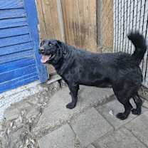 Thumbnail photo of Oreo #1